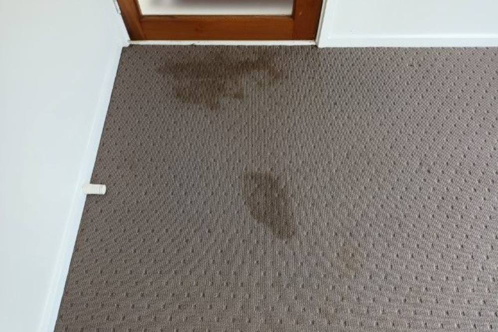 Carpet before