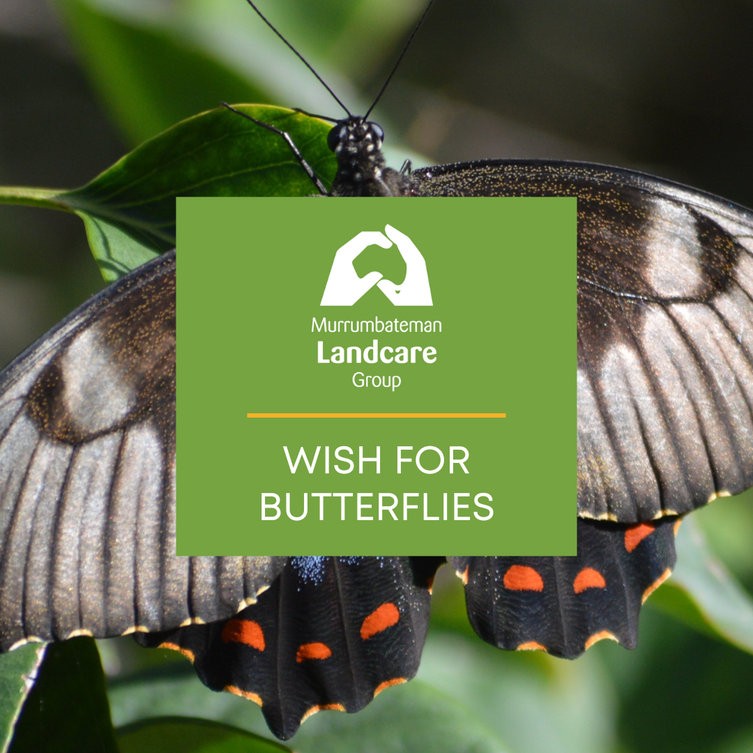 Wish for Butterflies
