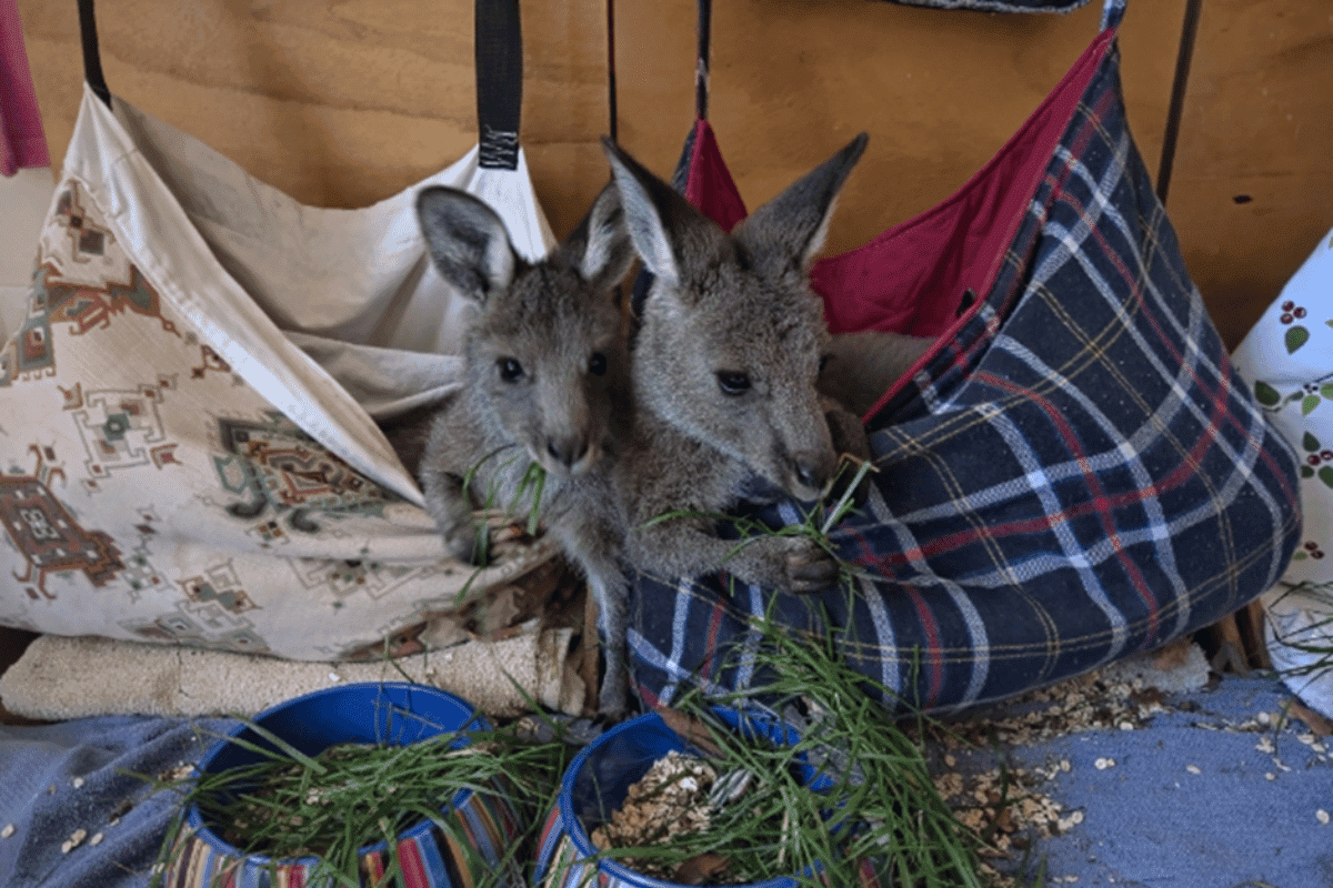 Wildcare